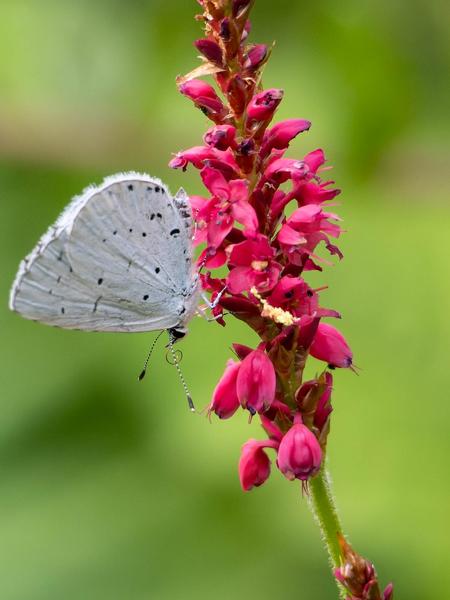 Boomblauwtje (Celastrina argiolus)